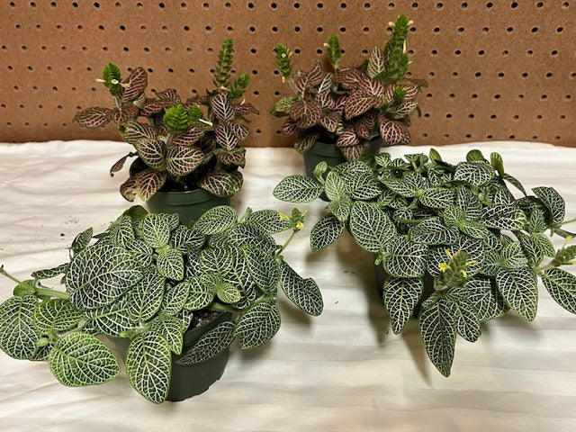 Nerve Plant (Fittonia)