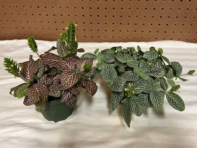 Nerve Plant (Fittonia)