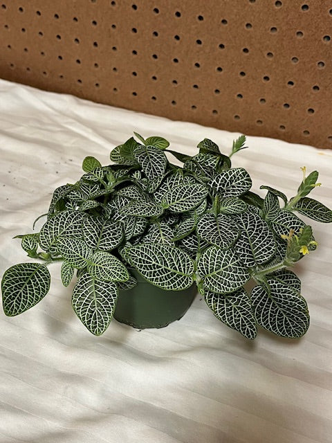Nerve Plant (Fittonia)