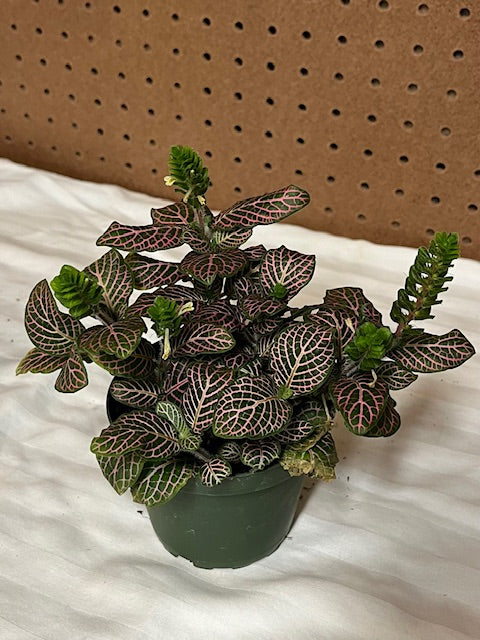 Nerve Plant (Fittonia)