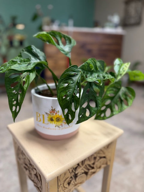 Monstera- Adonsonii