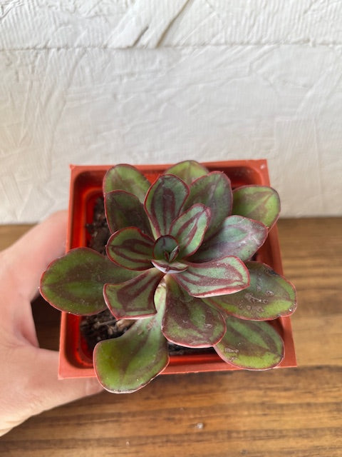 Echeveria Nodulosa