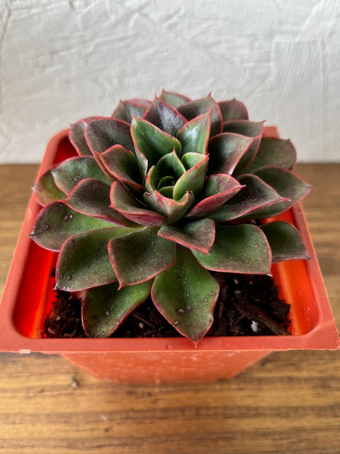 Echeveria Salsa Verde
