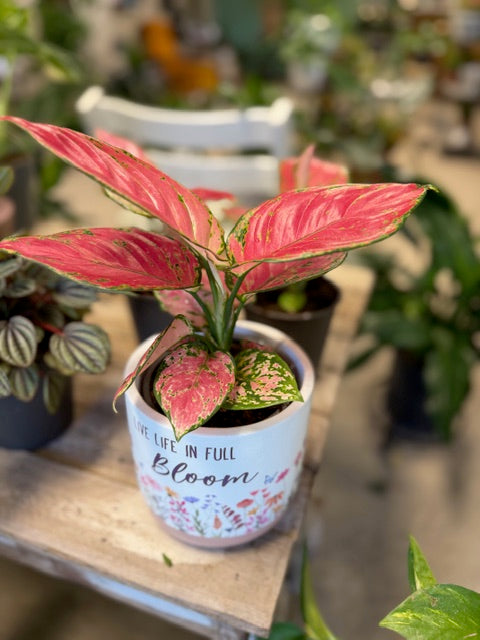 Aglaonema- Red Secret