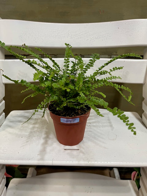 Lemon Button Fern