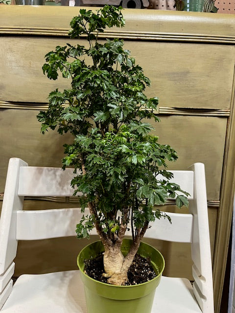 Ming Aralia