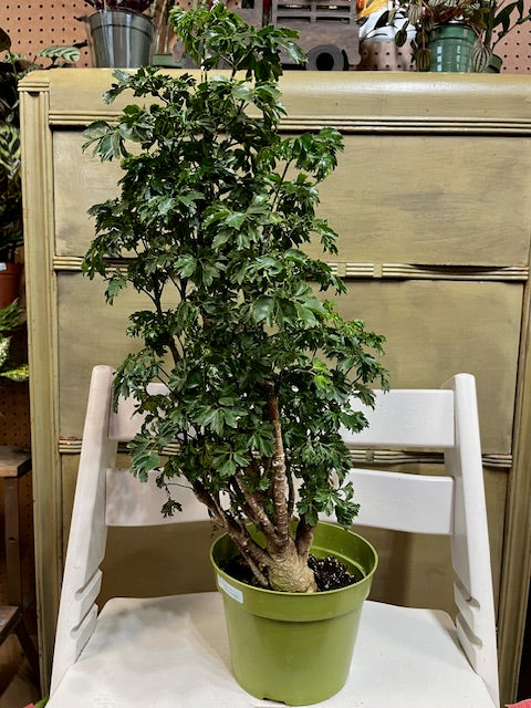 Ming Aralia
