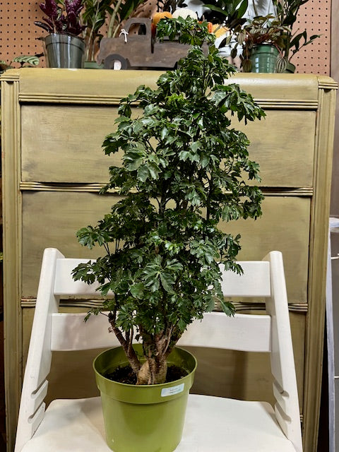 Ming Aralia