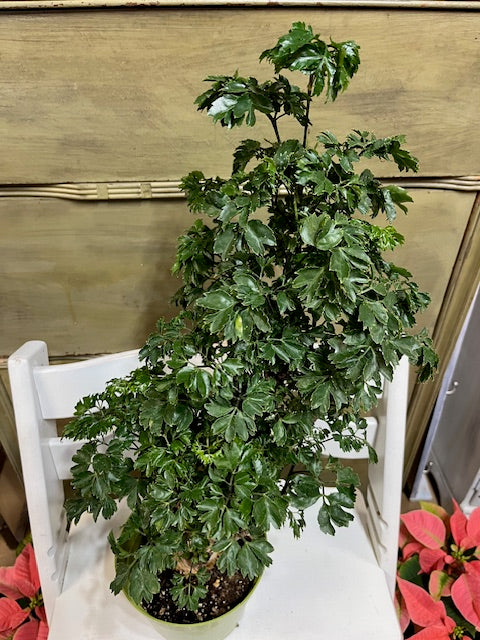 Ming Aralia