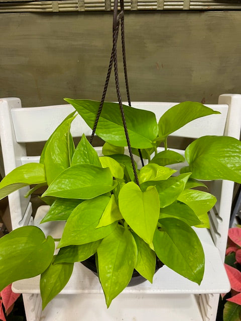 Neon Pothos Ivy Hanging Basket