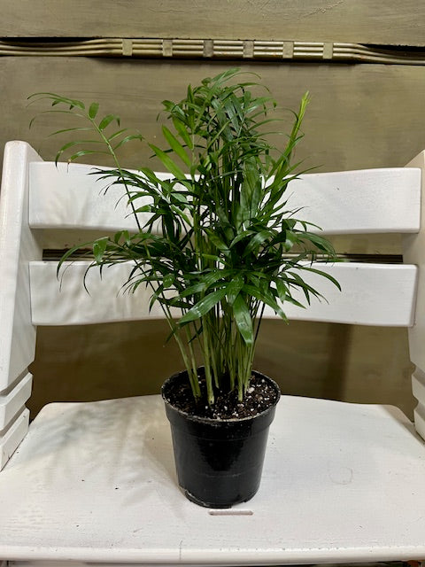 Parlor Palm