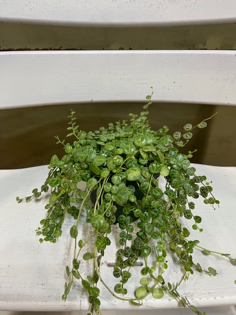 String of Turtles