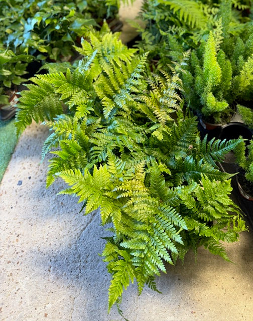 Autumn Fern