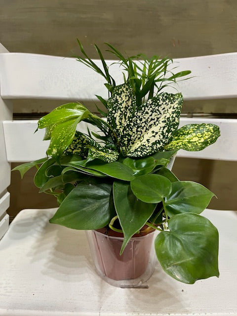 Dish Garden Combo