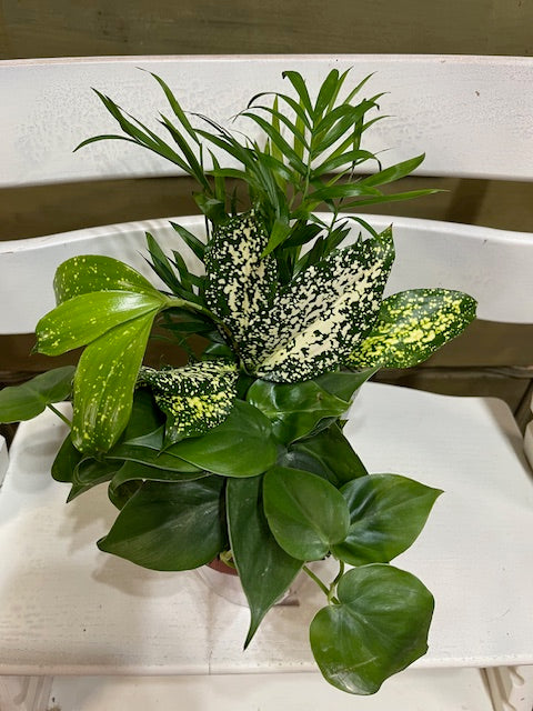 Dish Garden Combo