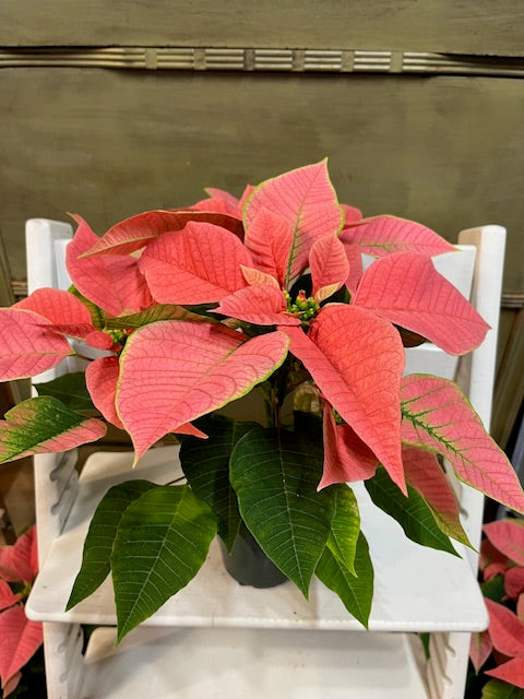 Poinsettia
