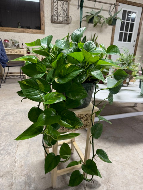 Pothos Ivy