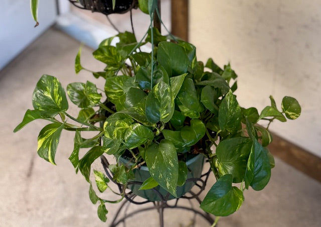 Pothos Ivy