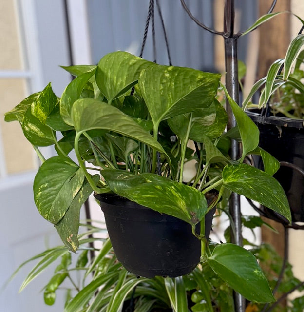 Pothos Ivy