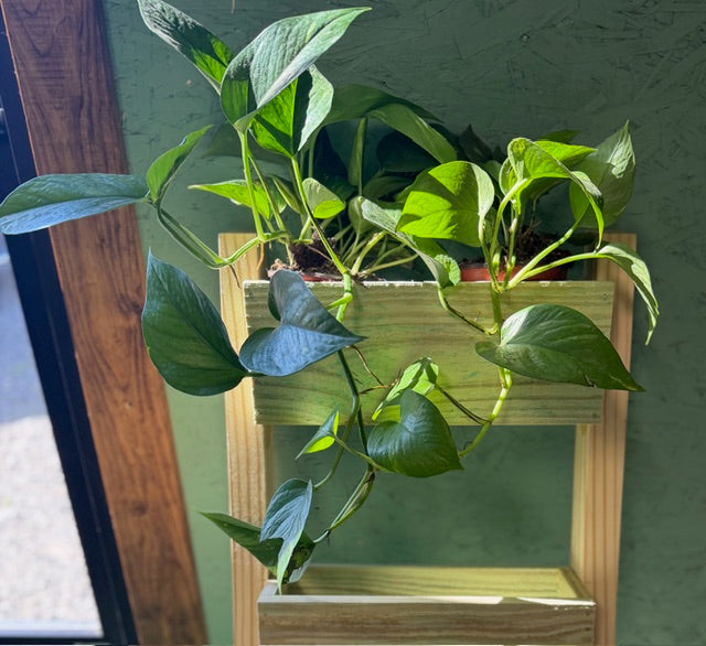 Pothos Ivy